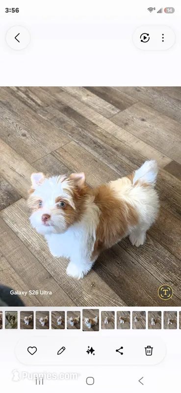 Harmony Merle Girl – Yorkshire Terrier puppy for sale in Wichita, KS