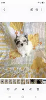 Trin M 2, a male Yorkshire Terrier for sale in Wichita, KS – 4 of 4