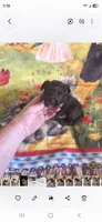 Trinity G 3, a female Yorkshire Terrier for sale in Wichita, KS – 2 of 3
