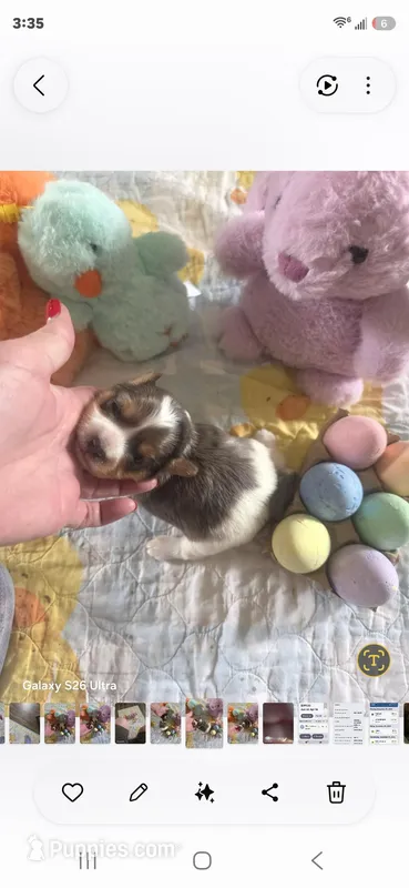 Samuel, a male Yorkshire Terrier for sale in Wichita, KS – Photo 1 of 3