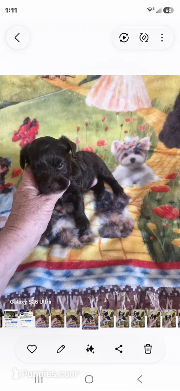 Trinity G 3 – Yorkshire Terrier puppy for sale in Wichita, KS