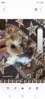 Sam, a male Yorkshire Terrier for sale in Wichita, KS – 2 of 3