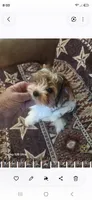 Sam, a male Yorkshire Terrier for sale in Wichita, KS – 3 of 3