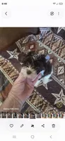 Samuel, a male Yorkshire Terrier for sale in Wichita, KS – 3 of 4