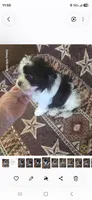 Sammi , a male Yorkshire Terrier for sale in Wichita, KS – 2 of 3