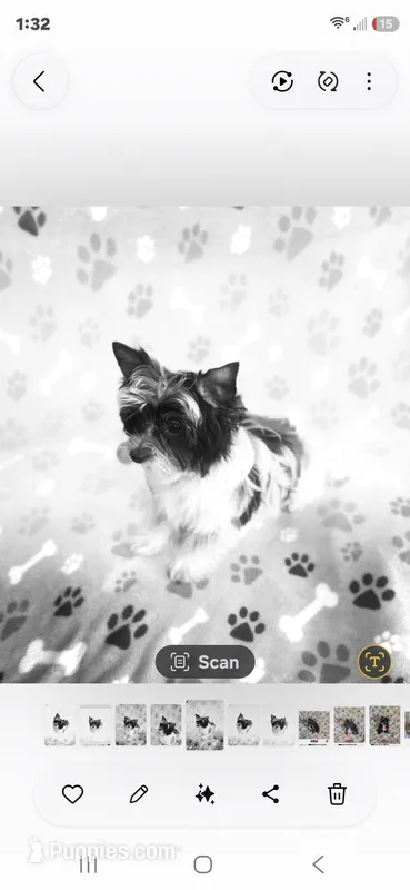 Trinity G 2 – Yorkshire Terrier puppy for sale in Wichita, KS