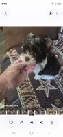 Samuel, a male Yorkshire Terrier for sale in Wichita, KS – 2 of 4