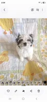 Trin M 2, a male Yorkshire Terrier for sale in Wichita, KS – 3 of 4
