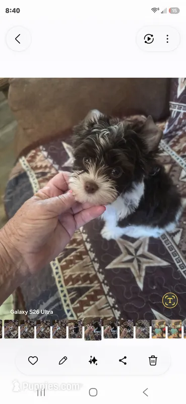 Samuel – Yorkshire Terrier puppy for sale in Wichita, KS