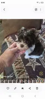 Samuel, a male Yorkshire Terrier for sale in Wichita, KS – 1 of 4