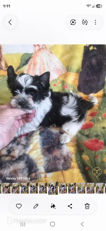 Trinity M 1 – Yorkshire Terrier puppy for sale in Wichita, KS