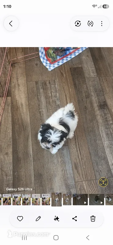 Trinity G 1 – Yorkshire Terrier puppy for sale in Wichita, KS