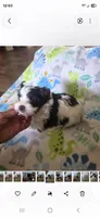Sammi , a male Yorkshire Terrier for sale in Wichita, KS – 5 of 6