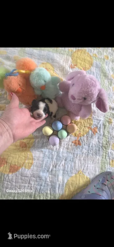 Sammi  – Yorkshire Terrier puppy for sale in Wichita, KS