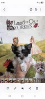 Trinity G 2, a female Yorkshire Terrier for sale in Wichita, KS – 2 of 2