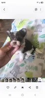 Elli, a male Yorkshire Terrier for sale in Wichita, KS – 4 of 7