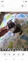 Elli, a male Yorkshire Terrier for sale in Wichita, KS – 6 of 7