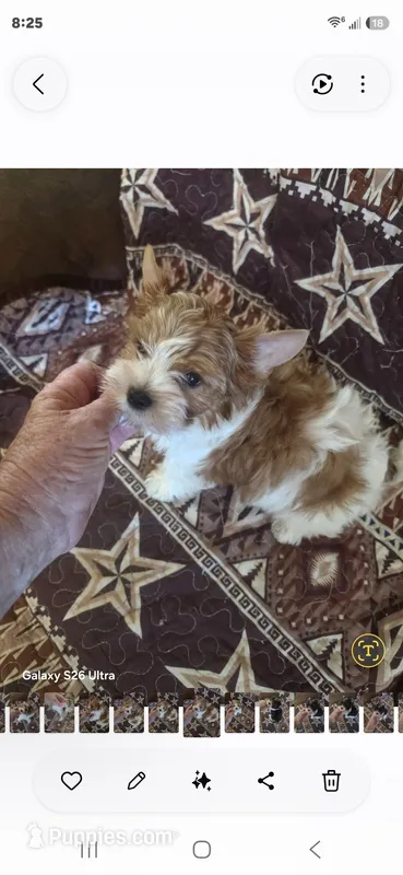 Sampson – Yorkshire Terrier puppy for sale in Wichita, KS