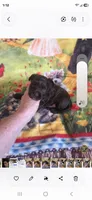 Trinity G 3, a female Yorkshire Terrier for sale in Wichita, KS – 3 of 3