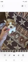 Sampson, a male Yorkshire Terrier for sale in Wichita, KS – 3 of 3