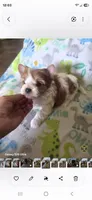 Samuel, a male Yorkshire Terrier for sale in Wichita, KS – 6 of 6