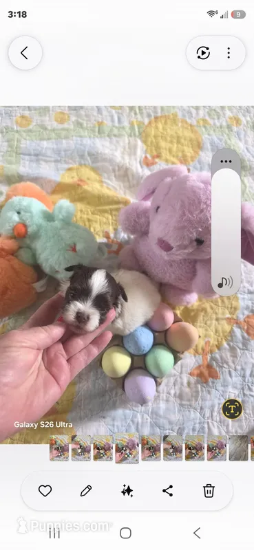 Guy – Yorkshire Terrier puppy for sale in Wichita, KS