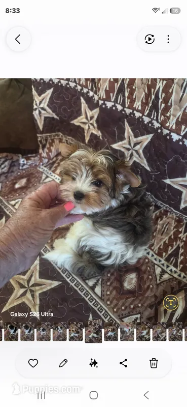 Sam – Yorkshire Terrier puppy for sale in Wichita, KS