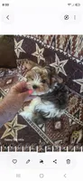 Sam, a male Yorkshire Terrier for sale in Wichita, KS – 1 of 3
