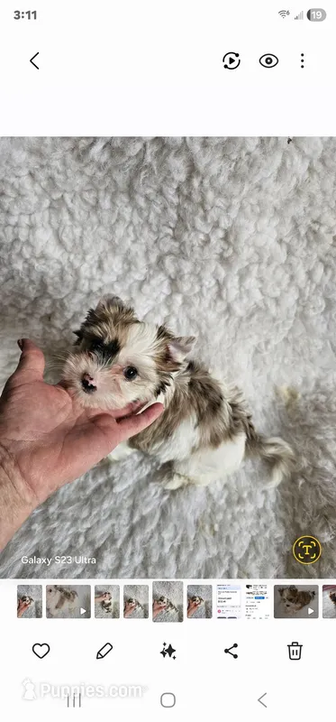 Harmony Colorful Girl