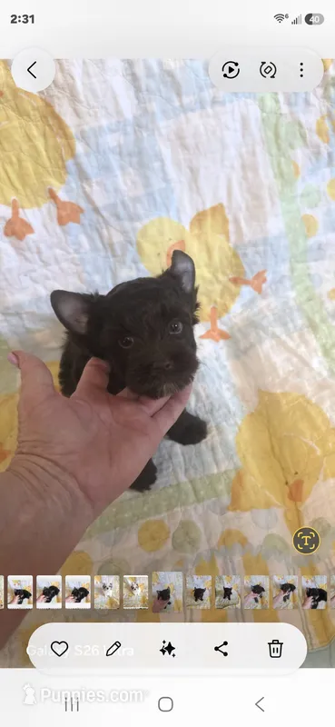 Trinity G 3 – Yorkshire Terrier puppy for sale in Wichita, KS