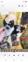 Trinity M 1, a male Yorkshire Terrier for sale in Wichita, KS – 2 of 2