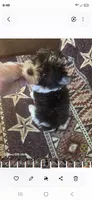Samuel, a male Yorkshire Terrier for sale in Wichita, KS – 4 of 4