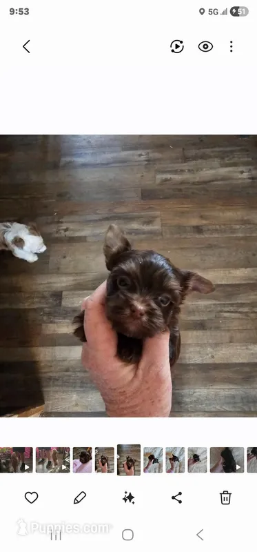 Harmony Chocolate Girl