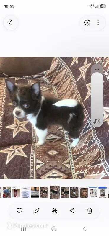 Ellie – Yorkshire Terrier puppy for sale in Wichita, KS
