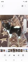 Ellie, a female Yorkshire Terrier for sale in Wichita, KS – 1 of 4