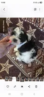 Sammi , a male Yorkshire Terrier for sale in Wichita, KS – 3 of 3