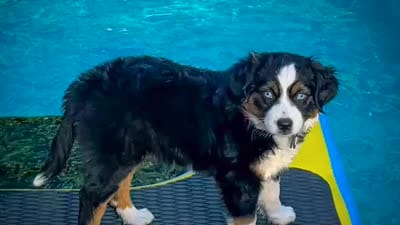 Domino, a male Miniature Australian Shepherd for sale in Lafayette, CA – 2 of 2