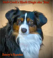 Midnight Star, a female Miniature Australian Shepherd and Miniature American Shepherd for sale in Lafayette, CA – 4 of 5