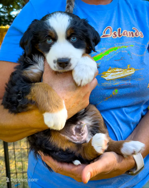 Chess – Miniature Australian Shepherd, Miniature American Shepherd puppy for sale in Lafayette, CA