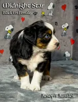 Midnight Star, a female Miniature Australian Shepherd and Miniature American Shepherd for sale in Lafayette, CA – 2 of 5
