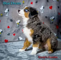 Blue Dream, a male Toy Australian Shepherd for sale in Lafayette, CA – Photo 3 of 4