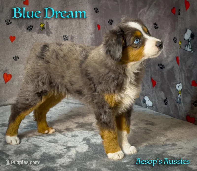 Blue Dream – Toy Australian Shepherd puppy for sale in Lafayette, CA