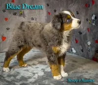 Blue Dream, a male Toy Australian Shepherd for sale in Lafayette, CA – Photo 1 of 4