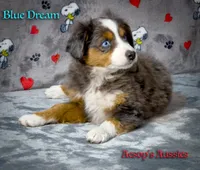 Blue Dream, a male Toy Australian Shepherd for sale in Lafayette, CA – Photo 4 of 4