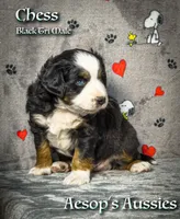 Chess, a male Miniature Australian Shepherd and Miniature American Shepherd for sale in Lafayette, CA – 2 of 4