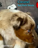 Caramel, a female Toy Australian Shepherd for sale in Lafayette, CA – Photo 2 of 2