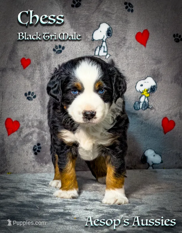Chess – Miniature Australian Shepherd, Miniature American Shepherd puppy for sale in Lafayette, CA