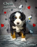 Chess, a male Miniature Australian Shepherd and Miniature American Shepherd for sale in Lafayette, CA – 1 of 4