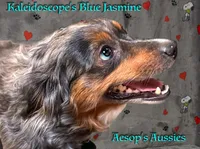 Diamond, a male Toy Australian Shepherd for sale in Lafayette, CA – Photo 5 of 5