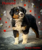 Diamond, a male Toy Australian Shepherd for sale in Lafayette, CA – Photo 2 of 5